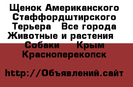 Щенок Американского Стаффордштирского Терьера - Все города Животные и растения » Собаки   . Крым,Красноперекопск